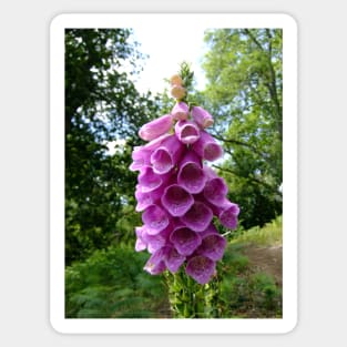 Foxglove Sticker